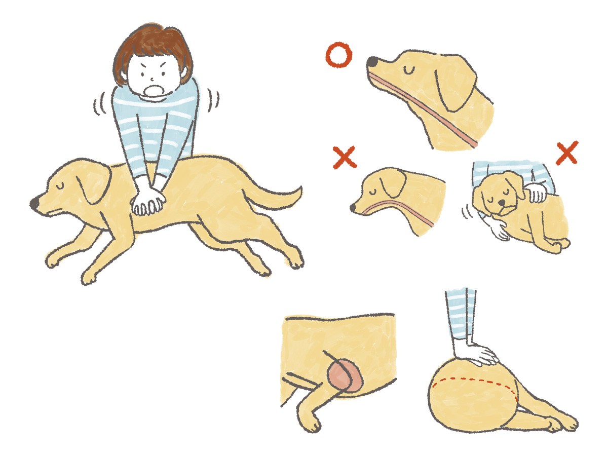 RETRIEVER