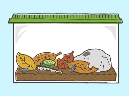 しぜん　だんごむし